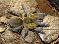 Harpactira pulchripes samica – hodowla ptaszników