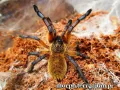 Harpactira pulchripes samica – hodowla ptaszników
