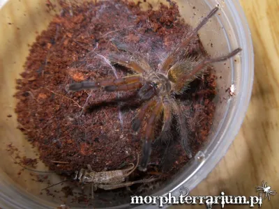 Harpactira pulchripes samica – hodowla ptaszników