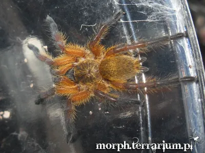 Harpactira pulchripes samica – hodowla ptaszników