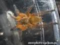 Harpactira pulchripes samica – hodowla ptaszników