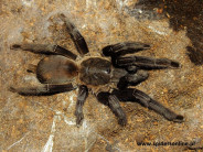Chilobrachys sp. Kaeng Krachan ♀ 4-4,5DC (10cm)