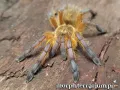 Harpactira pulchripes samica – hodowla ptaszników