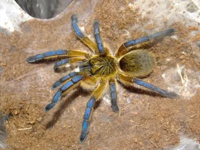 Harpactira pulchripes samica – hodowla ptaszników