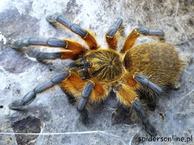 Harpactira pulchripes samica – hodowla ptaszników