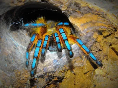 Harpactira pulchripes samica – hodowla ptaszników