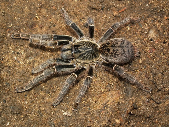 Pterinochilus sp.Tansania (Arusha) L1 (1cm)