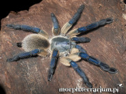 Monocentropus balfouri SAMICA 4DC (7cm)