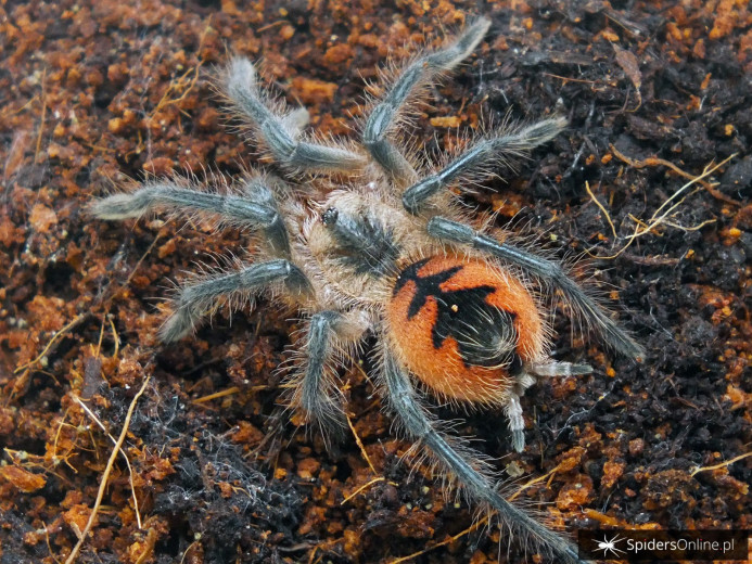 Pamphobeteus spec. Esmeraldas L3 (4cm)