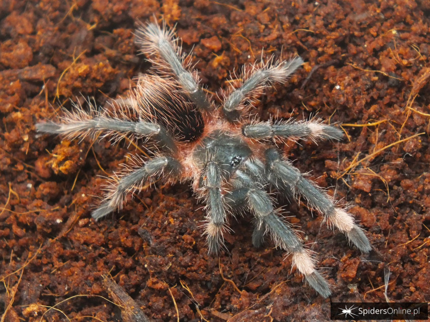 Sericopelma sp. Boquete PARA 3 DC (5,5cm)