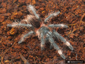 Sericopelma sp. Boquete PAIR 3DC (5,5cm)