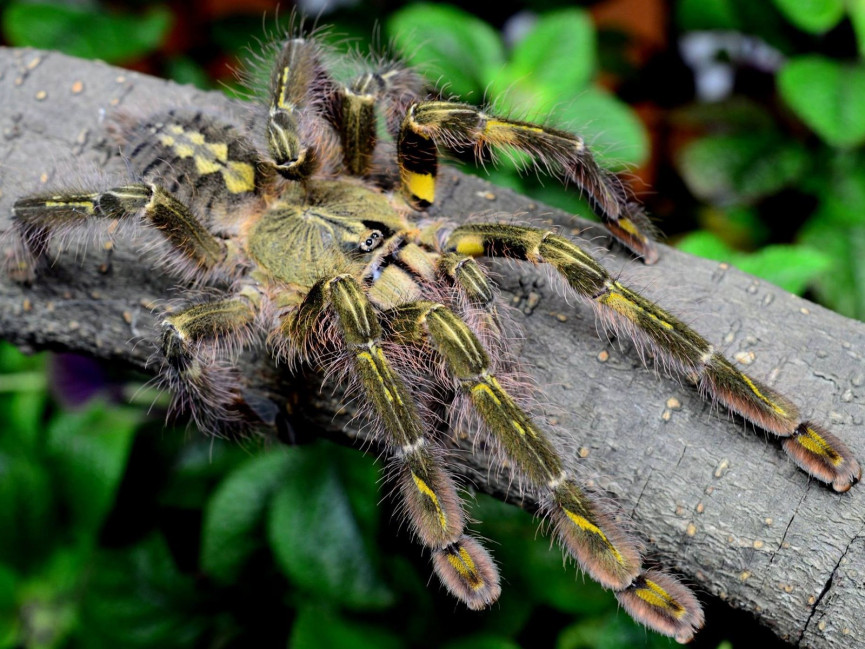 Poecilotheria rufilata L2 (2,5cm)