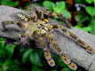 Poecilotheria rufilata L2 (2,5cm)