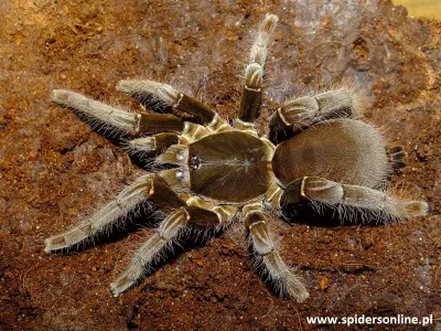 Hysterocrates gigas samica – kup ptasznika