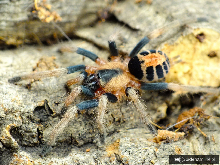 Cyriocosmus bicolor SAMICA 1,5-2DC (2,5cm)