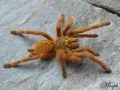 Pterinochilus murinus Usambara SAMICA - ptasznik słoneczny