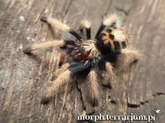 Chromatopelma cyaneopubescens 1DC (2,5cm) x5 2