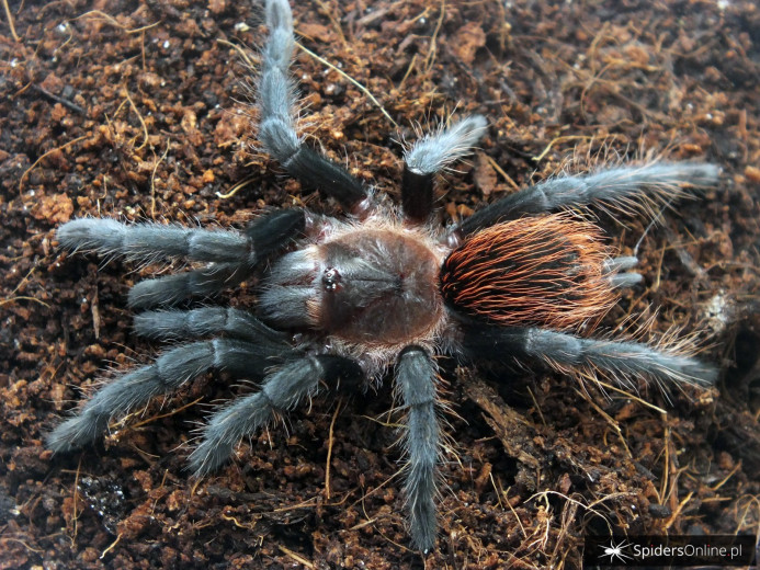 Aphonopelma anax ♀ 2,5DC (5cm)