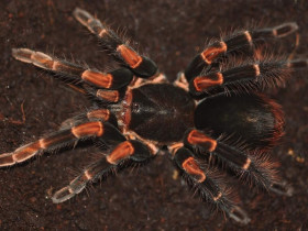 Megaphobema mesomelas L1 (1,5cm)