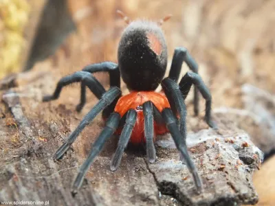 Bumba horrida L5 (2cm) x5