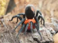 Bumba horrida L5 (2cm) x5