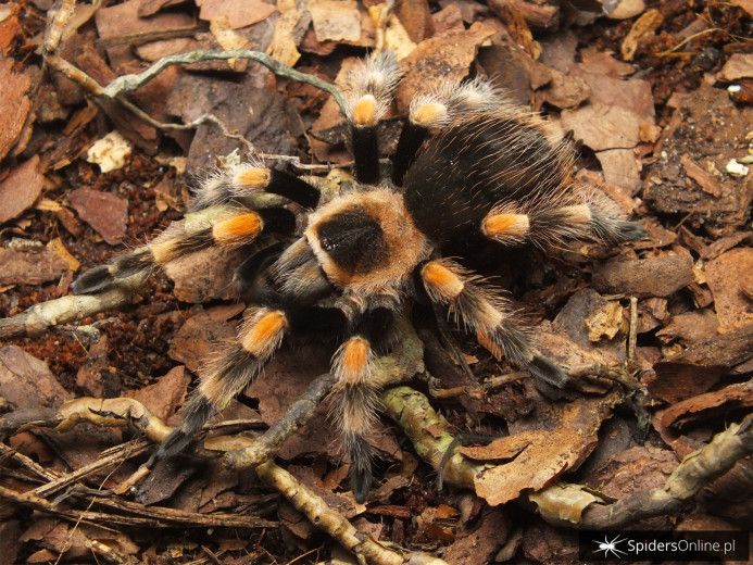 Brachypelma smithi ♀ 4DC (6cm)