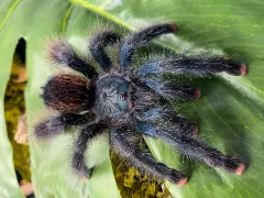 Avicularia metallica L1 (1,5cm)