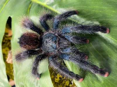 Avicularia metallica L1 (1,5cm)