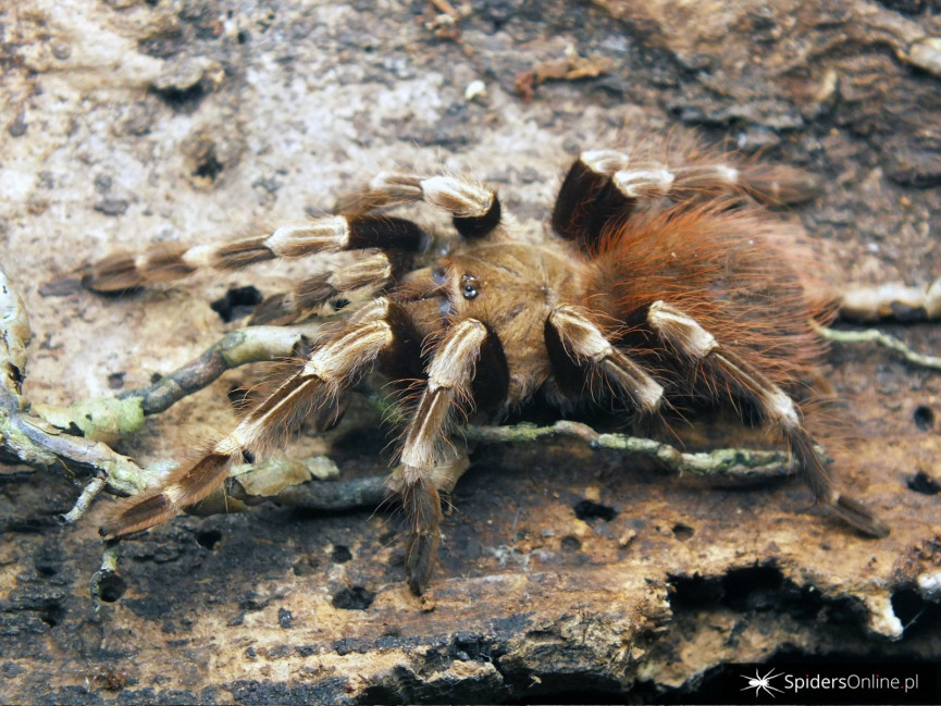 Nhandu chromatus ♀ 3DC (5cm)