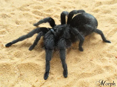 Grammostola pulchra 1,5DC (2,5cm)