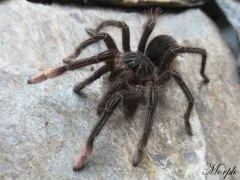 Theraphosa stirmi FEMALE 3DC (6cm) 2