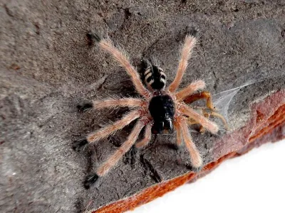 Amazonius germani L2/3 (1-1,5cm) x10