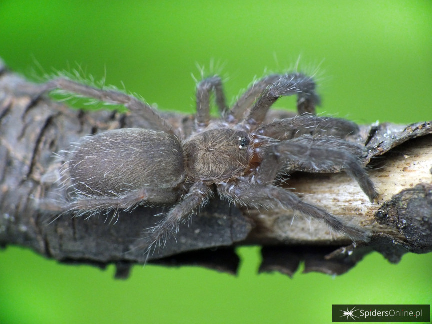 Dolichothele exilis L3 (1,5cm)