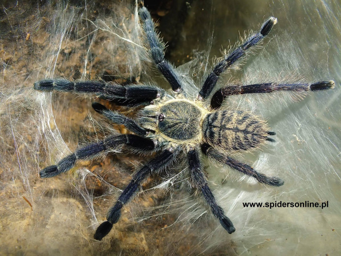 Ornithoctoninae sp. Laos PDA L2 (1,5cm)