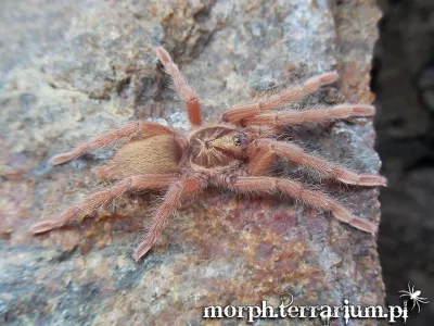 Neoholothele incei gold L3/4 (1,5-2cm) x10