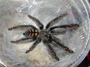 Psalmopoeus irminia SAMIEC 3-4DC (6cm)