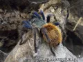Chromatopelma cyaneopubescens para – egzotyczny ptasznik