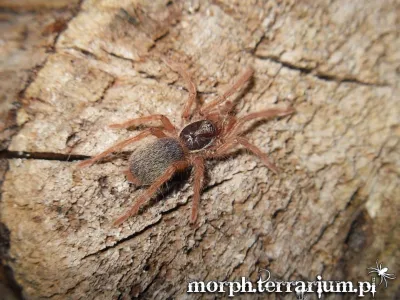 Neoholothele incei gold PAIR 2DC (4cm)