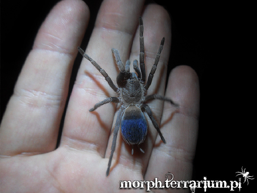 Pseudhapalopus sp. blue L1/2 (0,5cm)