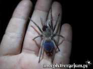 Pseudhapalopus sp. blue ♀ 1,5-2DC (2,5cm)