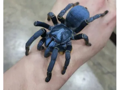 Ornithoctoninae sp. silver Vietnam