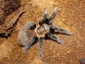 Tliltocatl kahlenbergi MALE 2,5-3DC (5cm)