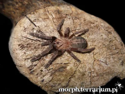 Cyriopagopus sp. Bach Ma samica – oferta ptaszników