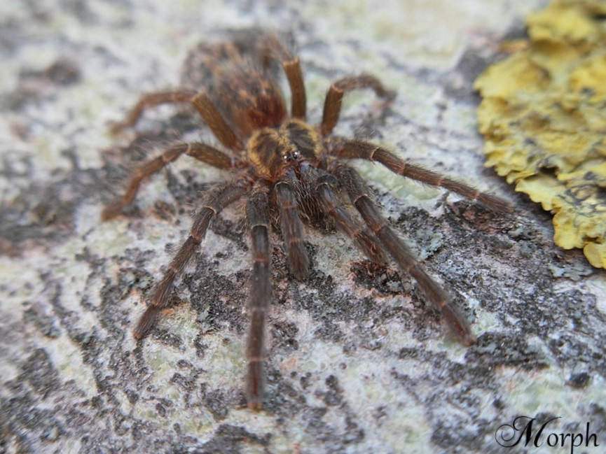 Heterothele villosella SAMICA 1,5DC (2,5cm)