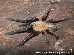 Cyriopagopus sp. Bach Ma SAMICA 3,5-4DC (6-7cm)