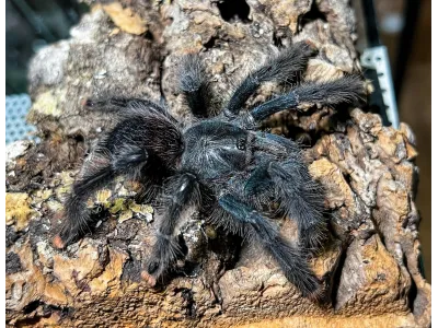 Avicularia avicularia L1 (1,5cm) x5
