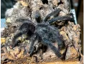 Avicularia avicularia L1 (1,5cm) x5