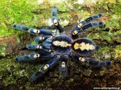 Poecilotheria metallica samica – pająki hodowlane
