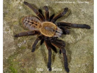 Ornithoctoninae sp. Nhen Dep L1/2 (1,5cm)