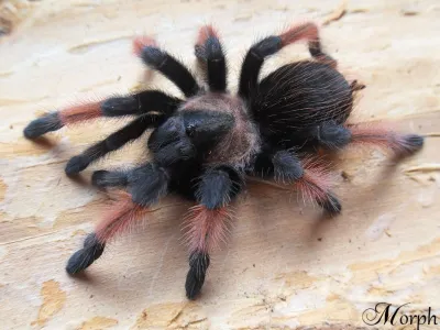 Brachypelma emilia pakiet – SpidersOnline